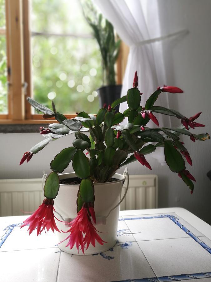 Garden Mellan Slotten Svarte Exteriér fotografie